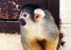 ボリビアリスザルの写真 5